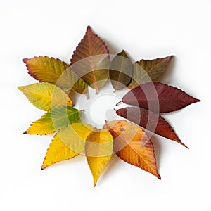 Different colored fall leaves. Set of olorful leaves isolated on white background. Autumn beautiful green, yellow, red and orange