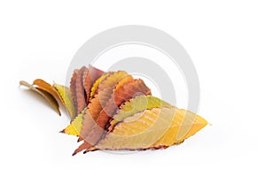 Different colored fall leaves. Set of olorful leaves isolated on white background. Autumn beautiful green, yellow, red and orange