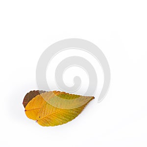 Different colored fall leaves. Set of olorful leaves isolated on white background. Autumn beautiful green, yellow, red and orange