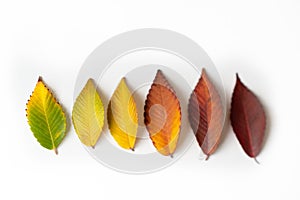 Different colored fall leaves. Set of olorful leaves isolated on white background. Autumn beautiful green, yellow, red and orange