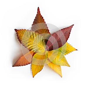 Different colored fall leaves. Set of olorful leaves isolated on white background. Autumn beautiful green, yellow, red and orange