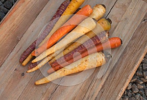Different colored fresh picked assorted carrots