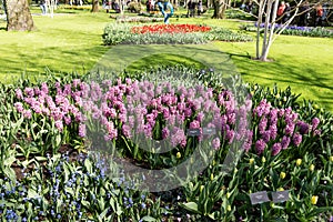 Different colored hyacinths bloom in Keukenhof Park
