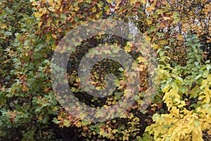 Different colored leaves of a large tree in autumn