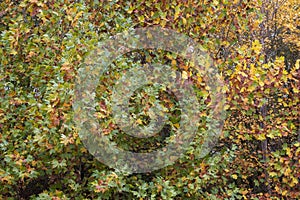 Different colored leaves of a large tree in autumn