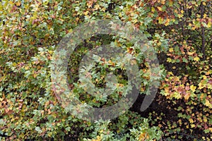 Different colored leaves of a large tree in autumn