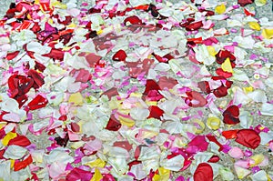 Different colored rose petals and rice scattered on the ground with focus on the foreground.