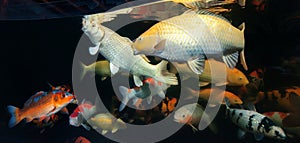 Different colorful koi fishes