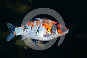Different colorful koi fishes