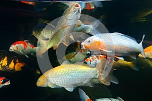 Different colorful koi fishes