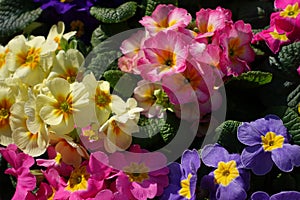 Different colorful primula primrose in blue, pink, yellow and viole