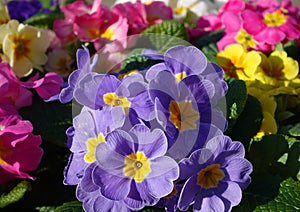 Different colorful primula primrose in blue, pink, yellow and violet