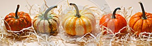 Different Colorful Pumpkins, Autumn Thanksgiving and Halloween Background