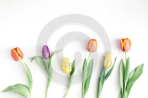 Different colorful tulips on white table