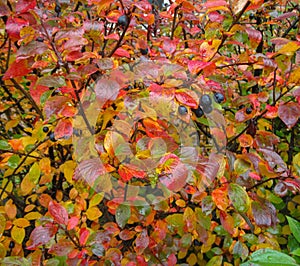 Different colorfull leaves and blak berries on plants that are wet from rainfall