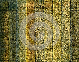 Different colors on an experimental culture of wheat photo