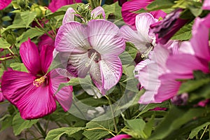 Different colors of Hibiscus