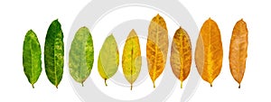 Different colors of leaves plants on white background that indicate stage of life. Concept of transition and variation, birth to