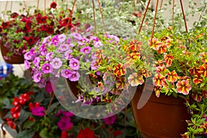 Different colors petunia flowers in garden pots on flowers market for gardening.