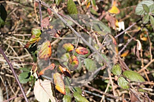 Different coloured leaves and branch with thorns