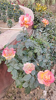 Different colours roses in madhubani india bihar