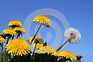 Different concepts with dandelions