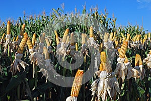 Different corn plantation