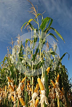 Different corn plantation