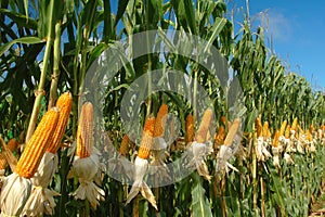 Different corn plantation