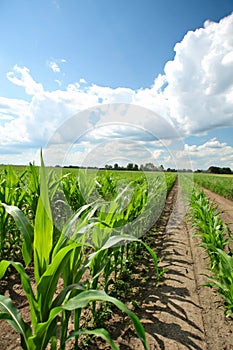 Different Corn Plantation