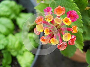 A different coulor of Lantana flower