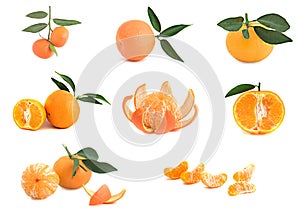 Different cultivars of tangerines photo