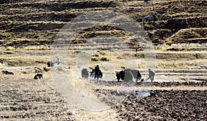 Different cultivation method in tibet