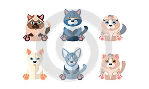Different cute cats set, cartoon animals pets sitting vector Illustration on a white background
