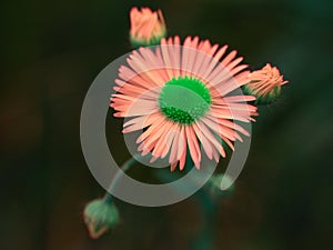 Different daisy flower