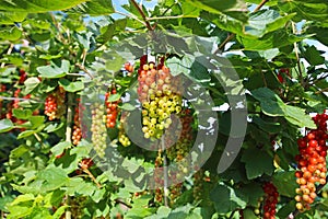 Different degrees of berries ripeness - closeup of isolated bunches unripe and almost ripe red gooseberries ribes rubrum in