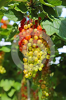Different degrees of berries ripeness - closeup of isolated bunches unripe and almost ripe red gooseberries ribes rubrum in