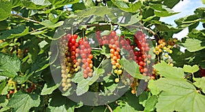 Different degrees of berries ripeness - closeup of isolated bunches unripe and almost ripe red gooseberries ribes rubrum in