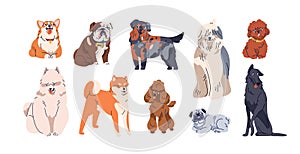 Different dogs breeds set. Cute purebred doggies, puppies. Corgi, Akita Inu, Bobtail, Border Collie, English bulldog