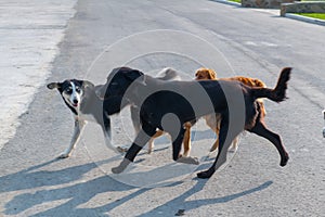 different dogs fight together on the road