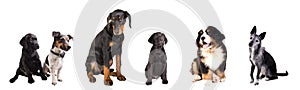 Different Dogs isolated