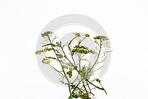 Different dry flowers and herbs on a white background, herbarium on a white background