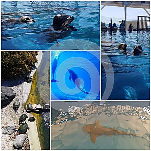 Different exhibits around the Gulfarium Marine Adventure Park, Destin, Florida photo