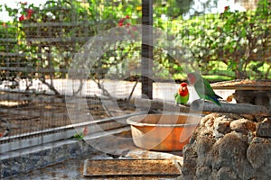 Different exotic birds in outdoor aviary, view through grate