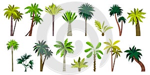 Different exotic palms. Tropical botanical plants with leaves, palm tree trunk cartoon style, summer green foliage