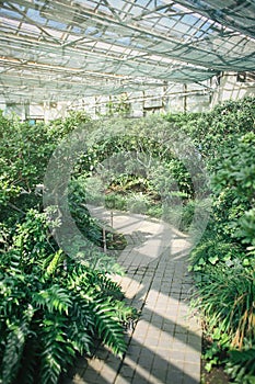 Different exotic plants in greenhouse of botanical garden