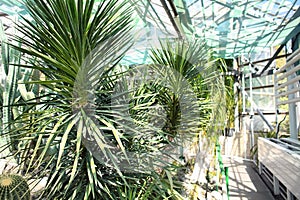 Different exotic plants in greenhouse of botanical garden