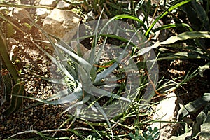 Different exotic plants in greenhouse of botanical garden