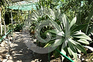 Different exotic plants in greenhouse of botanical garden