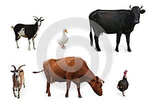 Different farm animals on white background, collage